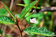 Aeschynomene americana